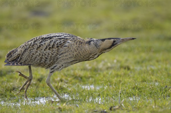 Great Bittern, North Rhine-Westphalia, Germany, Europe