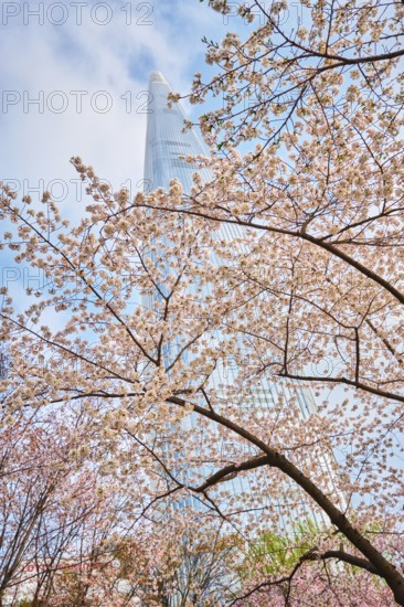 Blooming sakura cherry blossom branch with skyscraper building in background in spring, Seoul, South Korea, Asia