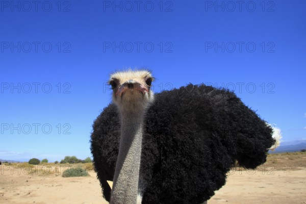 South african ostrich (Struthio camelus australis), male, Oudtshoorn, Klein Karoo, South Africa, Africa