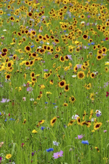 Colourful flower meadow with predominantly dyer's girl's eye, Plains Coreopsis, Münsterland