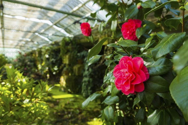 Zuschendorf Country Castle Camellia Show