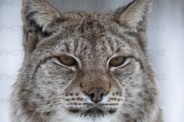 Lynxes (Lynx) (C) in winter in Polar Park, Bardu, Norway, Europe