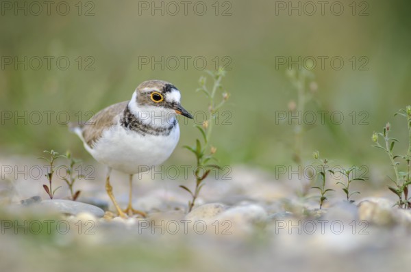 Charadriidae in the gravel pits on the banks of the Rhine. Bas-Rhin, Collectivite europeenne d'Alsace, Grand Est, France, Europe