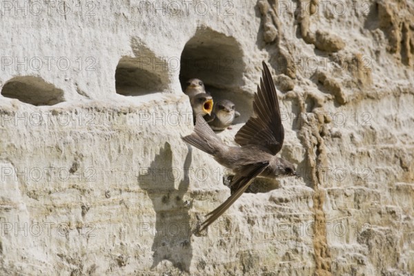 Sand martins (Riparia riparia), Emsland, Lower Saxony, Germany, Europe