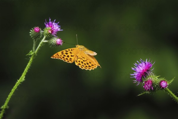 Silver-washed fritillary (Argynnis paphia), male, approaching flower of creeping thistle (Cirsium arvense), Hesse, Germany, Europe