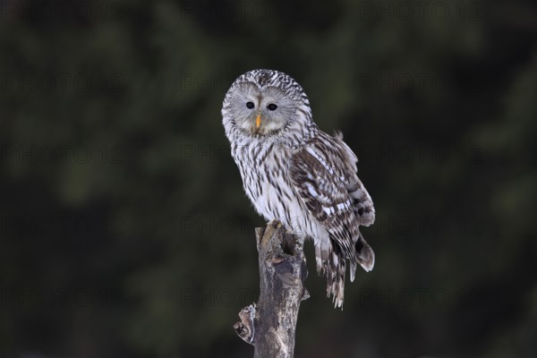 Ural owl (Strix uralensis), adult, in winter, perch, Bohemian Forest, Czech Republic, Europe