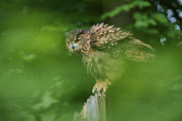 Eurasian eagle-owl (Bubo bubo), sitting on tree trunk in forest shaking itself, Bohemian Forest, Czech Republic, Europe