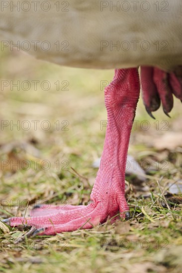 Egyptian goose (Alopochen aegyptiaca), feet, detail, Bavaria, Germany Europe