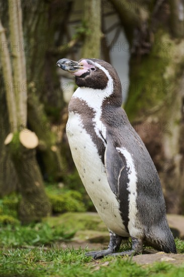 African penguin (Spheniscus demersus) standing on the ground, captive, Germany, Europe