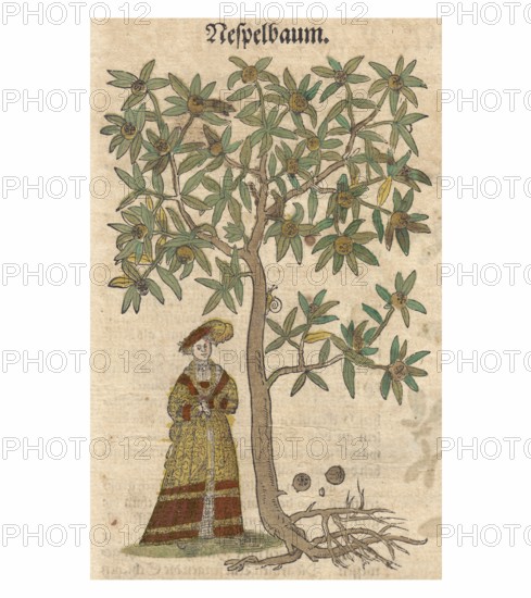 Medlar, Common Medlar (Mespilus germanica), after an illustration by Hieronymus buck, 1546, Historical, digitally restored reproduction of a 19th century original