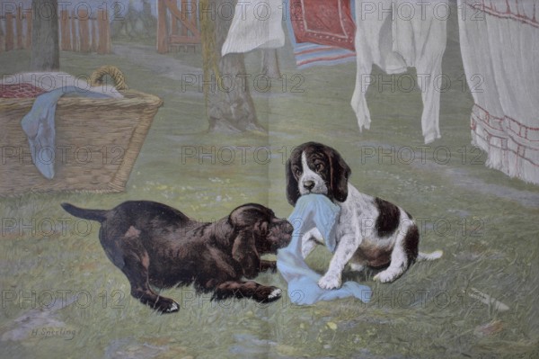 Young dogs at play, pulling laundry off the line. Colour print as art supplement Zur guten Stunde, 1897. After a painting by H. Sperling, Jugend hat keine Tugend, Historic, digitally restored reproduction of an original from the 19th century