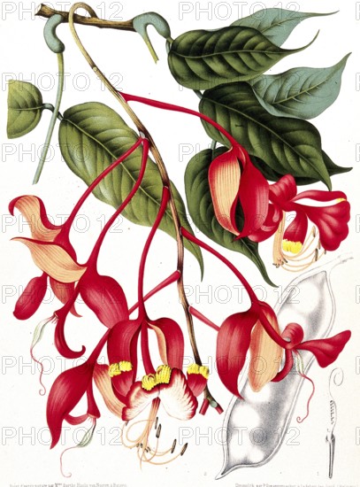 Orchid tree, Pride of Burma, toha tree (Amherstia nobilis), a rare tree in the legume family of the carob subfamily, Historic, digitally enhanced reproduction of an original from the period