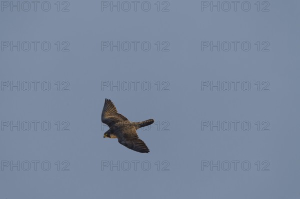 Peregrine Falcon (Falco peregrinus) in flight over the fog, Canton Solothurn, Switzerland, Europe