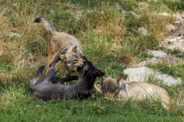 Algonquin wolf (Canis lupus lycaon), wolf, American wolf, ranking, pack, Germany, Europe