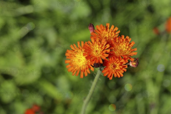 Fox-and-cubs (Hieracium aurantiacum), several flowers on a stem in a rough meadow, Wilnsdorf, North Rhine-Westphalia, Germany, Europe