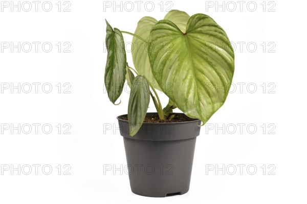 Exotic 'Philodendron Mamei Silver Cloud' houseplant with with silver pattern in flower pot isolated on white background