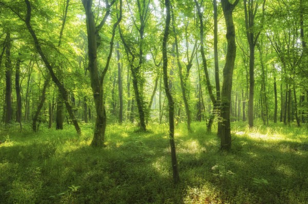 Sun shines through natural open beech forest, Burgenlandkreis, Saxony-Anhalt, Germany, Europe