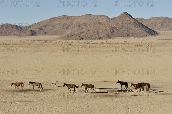 Desert Horses, Namib desert horses (Equus ferus) at the waterhole of Garub, near Aus, Karas Region, Namibia, Africa