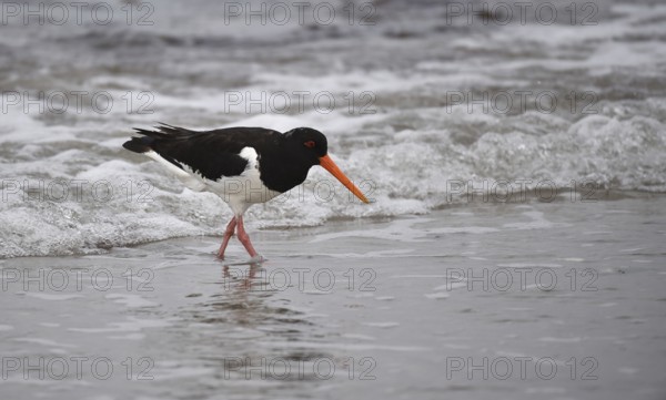 Eurasian oystercatcher (Haematopus ostralegus), foraging on the North Sea beach, Helgoland, Germany, Europe