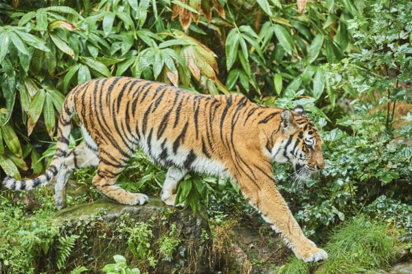 Siberian tiger (Panthera tigris altaica) walking, rainy, cat, captive, Germany, Europe