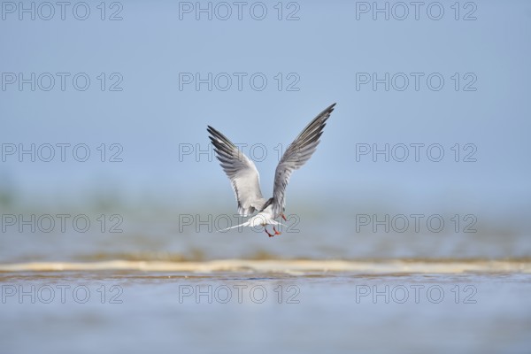 Elegant tern (Thalasseus elegans) landing on a sandbank, ebro delta, Catalonia, Spain, Europe