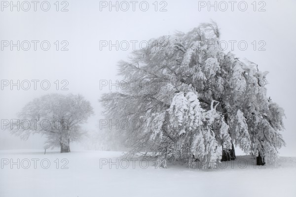 Old trees overloaded with snow, bending under snow load, driving snow, high key, white, Black Forest, Baden-Württemberg, Germany, Europe