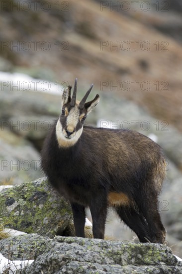 Chamois (Rupicapra rupicapra) amongst rocks in winter, Gran Paradiso National Park, Italian Alps, Italy, Europe