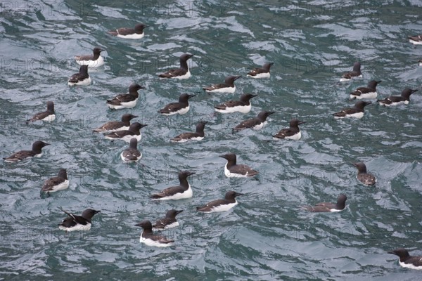 Thick-billed murres (Uria lomvia), Brünnich's guillemots swimming in sea, native to the sub-polar regions of the Northern Hemisphere, Svalbard