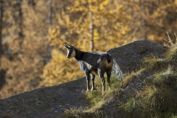 Chamois (Rupicapra rupicapra) on rock ridge looking over larch forest (Larix decidua) in autumn, Gran Paradiso National Park, Italy, Europe