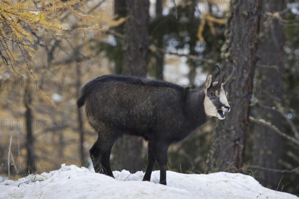 Chamois (Rupicapra rupicapra) calling in larch forest (Larix decidua) in the snow in autumn, Gran Paradiso National Park, Italy, Europe