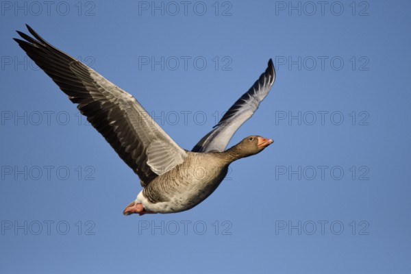 Greylag goose (Anser anser), in flight, Bottrop, Ruhr area, North Rhine-Westphalia, Germany, Europe