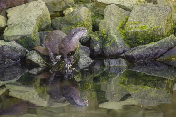 An oriental small-clawed otter or Asian small-clawed otter (Aonyx cinerea) stands on a rocky shore and eats a fish The otter is reflected in the smooth water