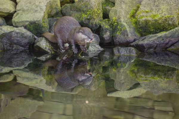 An oriental small-clawed otter or Asian small-clawed otter (Aonyx cinerea) stands on a rocky shore and eats a fish The otter is reflected in the smooth water