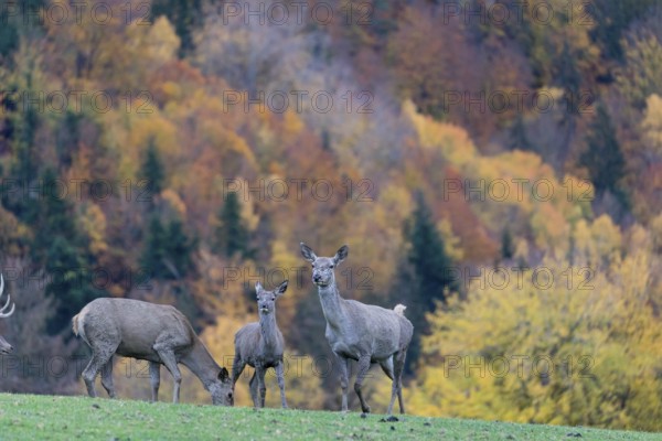 A herd of red deer (Cervus elaphus) standing on a meadow on hilly ground. A forest in fall foliage in the background