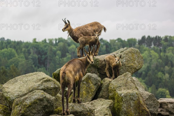 Two adult female chamois (Rupicapra rupicapra) with their two babies stand on a rock. A green forest is in the background