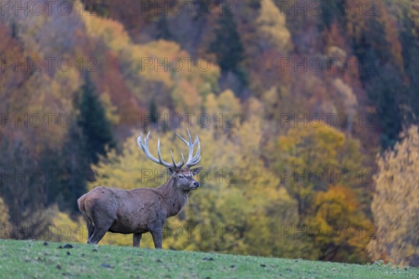 One red deer stag (Cervus elaphus) standing on a meadow on hilly ground. A forest in fall foliage in the background