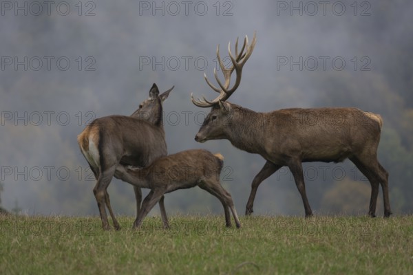 Red Deer buck standing on a meadow in autumn. Fog and trees in the background. Family picture with buck, doe and suckling fawn