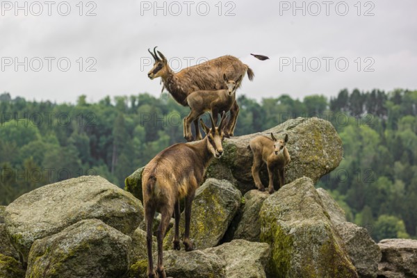 Two adult female chamois (Rupicapra rupicapra) with their two babies stand on a rock. A green forest is in the background