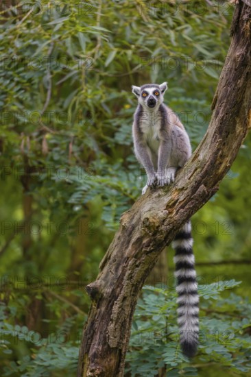 A ring-tailed lemur (Lemur catta) stands high up on a branch of tree with fresh green leafs