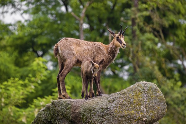 An adult female chamois (Rupicapra rupicapra) and her cub stand on a rock. A green forest is in the background