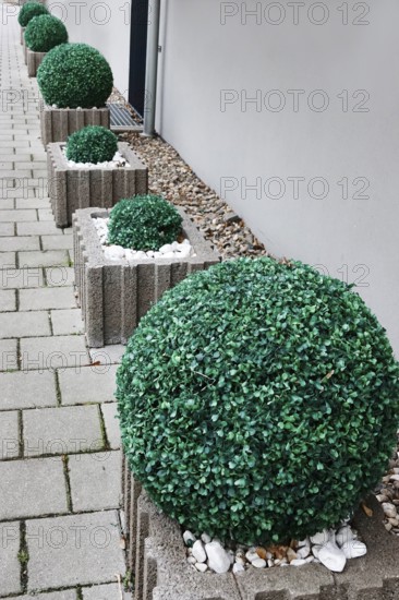 Artificial boxwood baubles, Germany, Europe