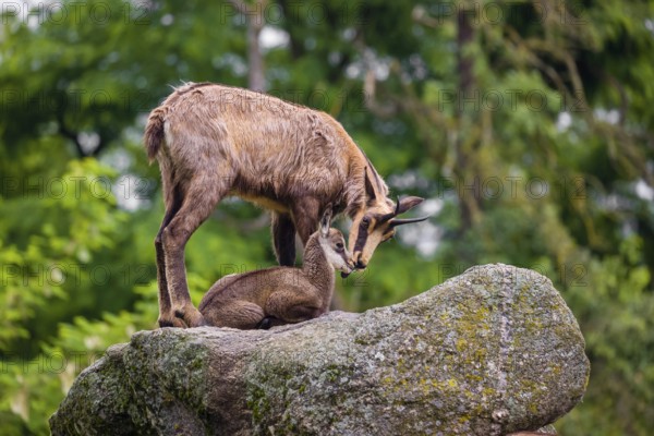 An adult female chamois (Rupicapra rupicapra) and her cub stand on a rock. A green forest is in the background