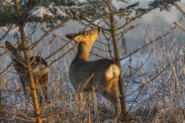 Roe deer between fir trees with hoar frost on the ground at minus 15 °C