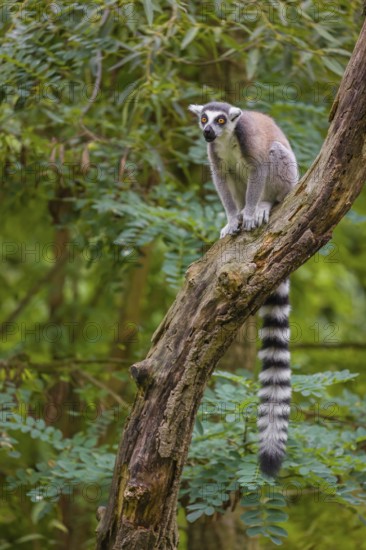 A ring-tailed lemur (Lemur catta) stands high up on a branch of tree with fresh green leafs