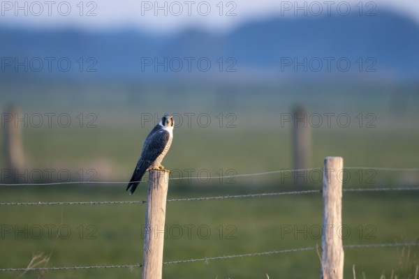 Peregrine falcon (Falco peregrinus), on a fence post, Ochsenmoor, Dümmer, Lemförde, Lower Saxony, Germany, Europe