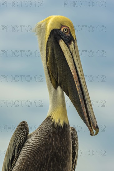 Brown pelican (Pelecanus occidentalis) side view, portrait, Playa Salinas, Costa Rica, Central America