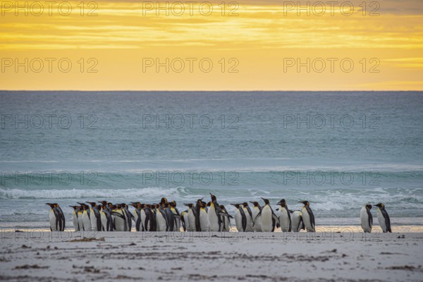 King penguins (Aptenodytes patagonicus), in the morning light on the beach, Volunteer Point, Falkland Islands, Great Britain, South Atlantic, South America