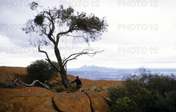 Expedition of the Melbourne Grammar School, Northern Territory, Australia, 1956, boy standing by a tree, view of the Olgas, from Ayers Rock, Uluru, Oceania