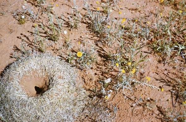 Mulga ant nest, Polyrhachis macropa, expedition of the Melbourne Grammar School, Northern Territory, Australia, 1956, Oceania