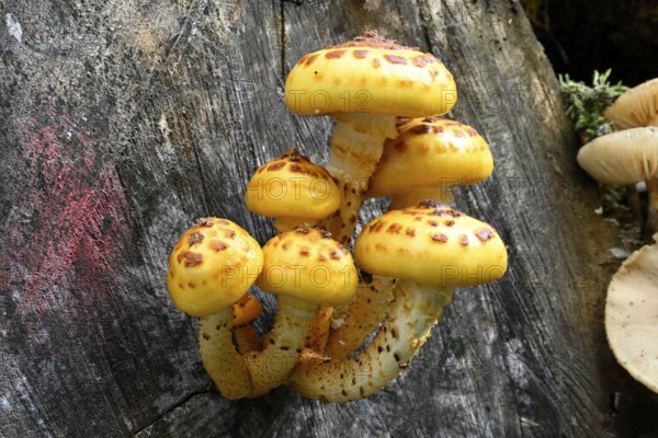 Goldfell-Schüppling (Pholiota aurivella, Pholiota cerifera), Lower Franconia, Bavaria, Germany, Europe